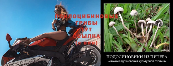прущие грибы Богданович
