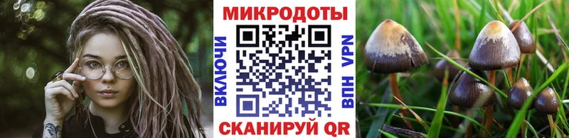 мега онион  Малаховка  Псилоцибиновые грибы Psilocybe 